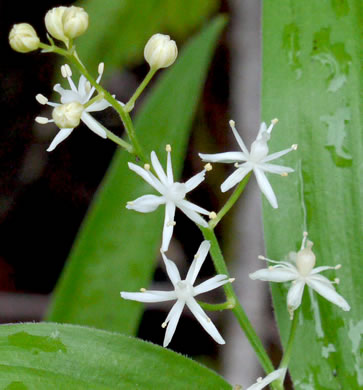 image of Maianthemum stellatum, Starry Solomon's Plume, Starflower, Starry Solomon's Seal