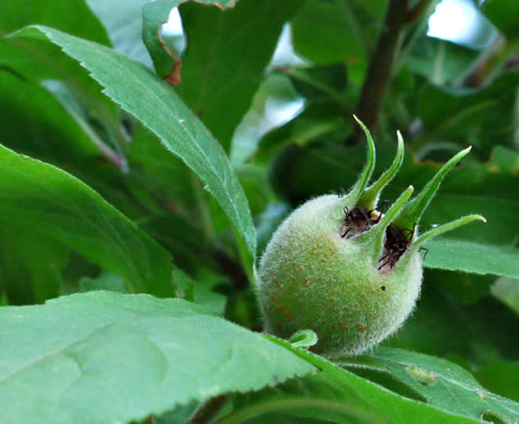 image of Crataegus germanica, European Medlar