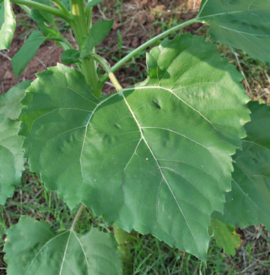 image of Helianthus annuus, Common Sunflower, Mirasol