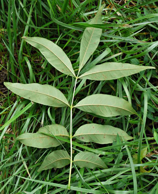 image of Fraxinus pennsylvanica, Green Ash, Red Ash