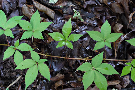 Parthenocissus quinquefolia, Virginia Creeper