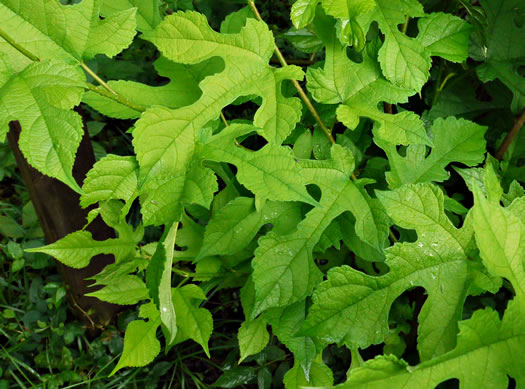 image of Morus rubra, Red Mulberry