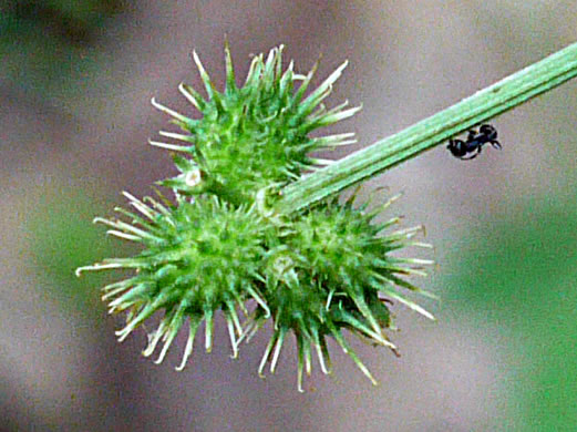 image of Sanicula smallii, Small's Sanicle, Southern Sanicle, Small's Black-snakeroot