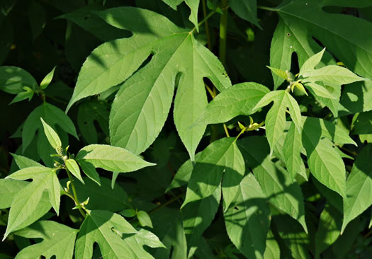 Ambrosia trifida var. trifida, Giant Ragweed, Great Ragweed