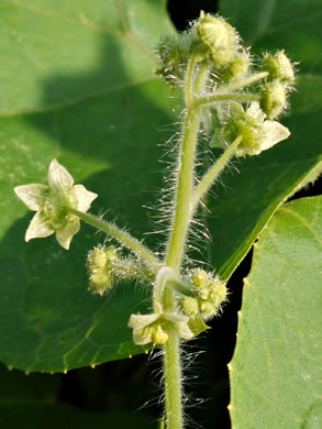 image of Sicyos angulatus, Bur-cucumber, Star-cucumber, Nimble-Kate