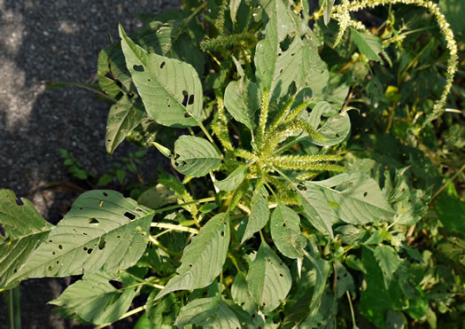 image of Amaranthus hybridus ssp. hybridus, Smooth Pigweed, Smooth Amaranth, Green Amaranth, Slim Amaranth