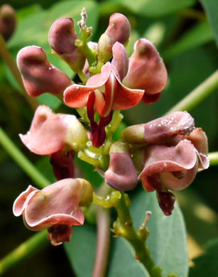 image of Apios americana, American Groundnut, Common Groundnut