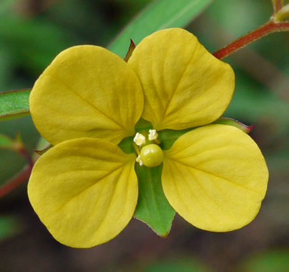 image of Ludwigia alternifolia, Alternate-leaf Seedbox, Bushy Seedbox