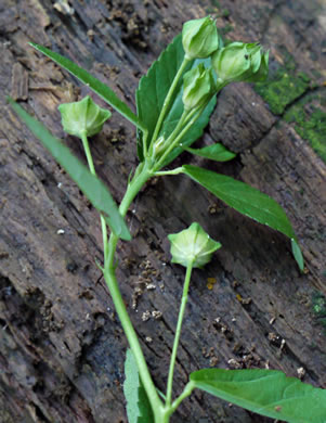 image of Sida rhombifolia var. rhombifolia, Arrowleaf Sida, Diamondleaf Fanpetal, Cuban Jute