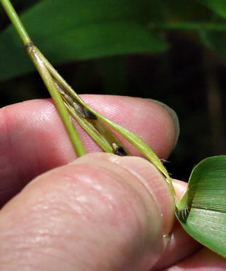 image of Dichanthelium clandestinum, Deer-tongue Witchgrass