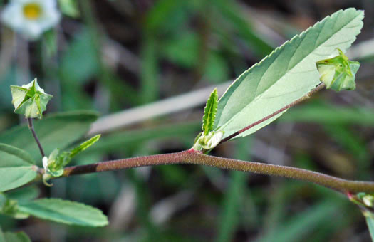 image of Sida rhombifolia var. rhombifolia, Arrowleaf Sida, Diamondleaf Fanpetal, Cuban Jute