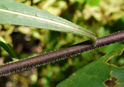 image of Helianthus resinosus, Hairy Sunflower, Resinous Sunflower, Gray Sunflower, Resindot Sunflower