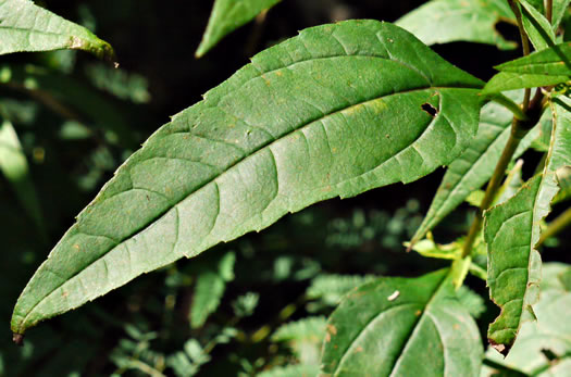 image of Helianthus microcephalus, Small Wood Sunflower, Small-headed Sunflower