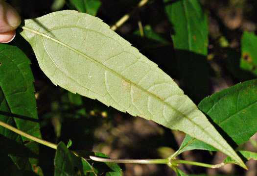 image of Helianthus microcephalus, Small Wood Sunflower, Small-headed Sunflower