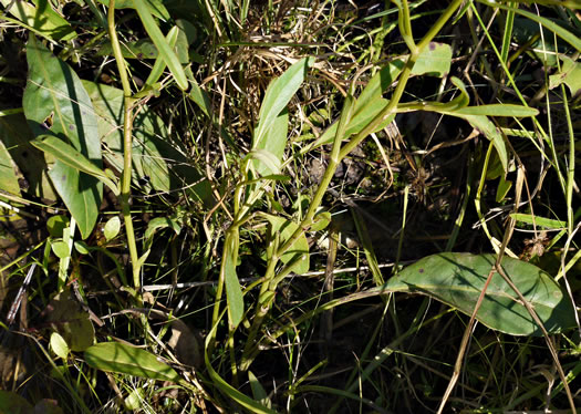 image of Coreopsis gladiata, Swamp Coreopsis, Swamp Tickseed, Seepage Coreopsis, Coastal Plain Tickseed