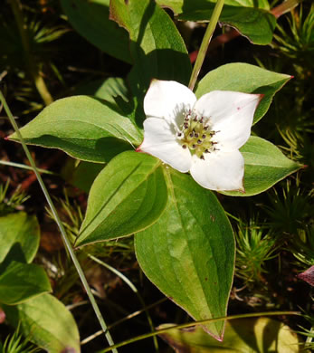 image of Chamaepericlymenum canadense, Bunchberry, Dwarf Dogwood, Dwarf Cornel