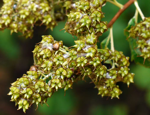 image of Spiraea latifolia, Broadleaf Meadowsweet