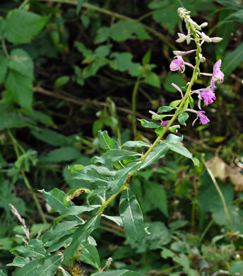 image of Chamaenerion angustifolium ssp. circumvagum, Great Willowherb, Fireweed