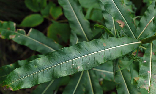 image of Chamaenerion angustifolium ssp. circumvagum, Great Willowherb, Fireweed