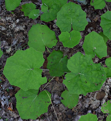 image of Tussilago farfara, Coltsfoot