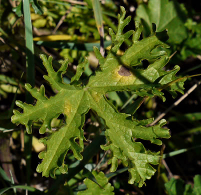 image of Malva moschata, Marsh Mallow, Musk Mallow, Rose Mallow