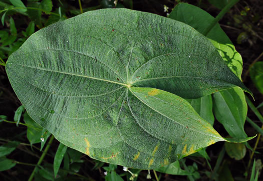 image of Sagittaria latifolia +, Broadleaf Arrowhead, Duck Potato, Common Arrowhead