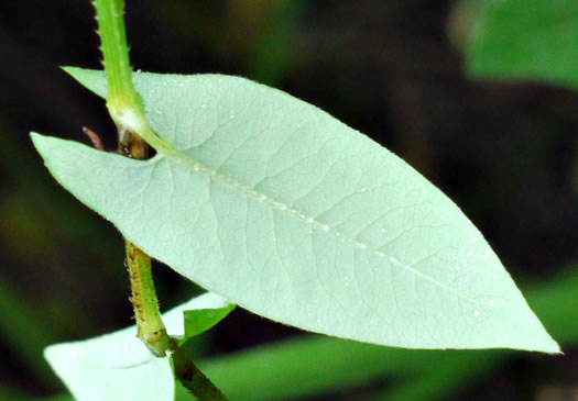 image of Persicaria sagittata, Arrowleaf Tearthumb, Arrowvine, Scratch-grass