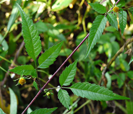 image of Bidens frondosa, Devil's Beggarticks, Annual Beggarticks