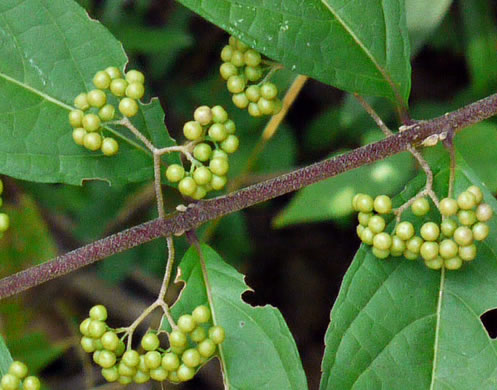 image of Callicarpa americana, American Beautyberry, French-mulberry, Beautybush