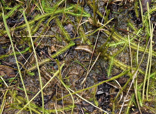 image of Lycopodiella appressa, Southern Bog-clubmoss