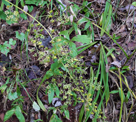 image of Melanthium hybridum, Crisped Bunchflower, Broadleaf Bunchflower, Slender Bunchflower