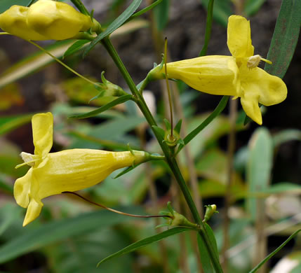 Aureolaria levigata, Appalachian Oak-leach, Smooth False Foxglove, Entireleaf Yellow False Foxglove