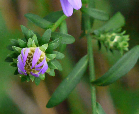 image of Symphyotrichum retroflexum, Curtis's Aster, Rigid Whitetop Aster