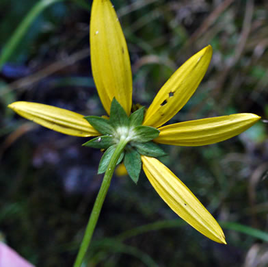 involucral bracts