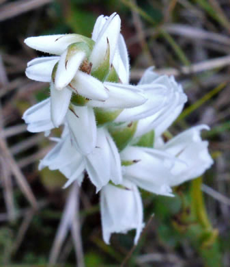 image of Spiranthes ochroleuca, Yellow Ladies'-tresses, Yellow Nodding Ladies'-tresses