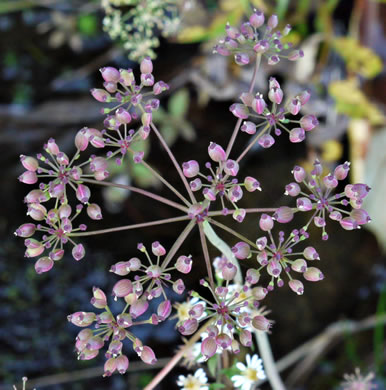 image of Oxypolis rigidior, Cowbane, Pig-potato, Stiff Cowbane