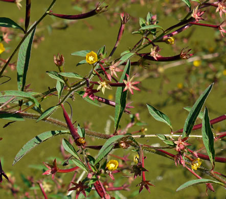 image of Ludwigia leptocarpa, Water-willow, Primrose Willow, Anglestem Primrose-willow