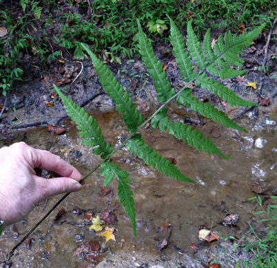 image of Deparia acrostichoides, Silvery Glade Fern, Silvery Spleenwort