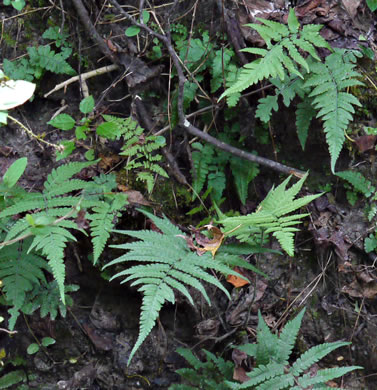 image of Deparia acrostichoides, Silvery Glade Fern, Silvery Spleenwort