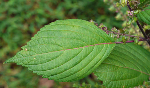 image of Perilla frutescens, Beefsteak-plant, Perilla