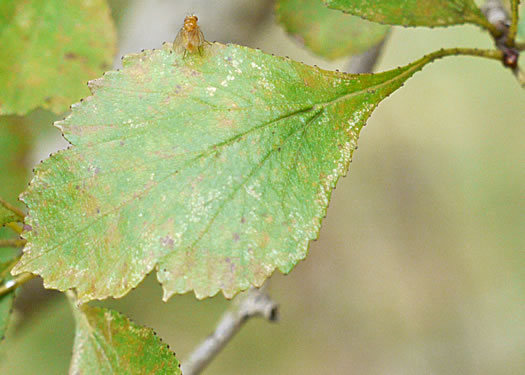 image of Crataegus lancei, Lance’s Hawthorn