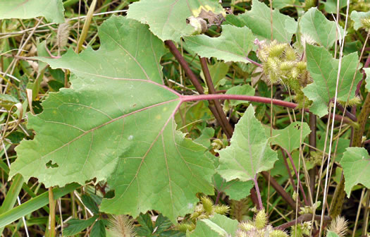 image of Xanthium chinense, Common Cocklebur