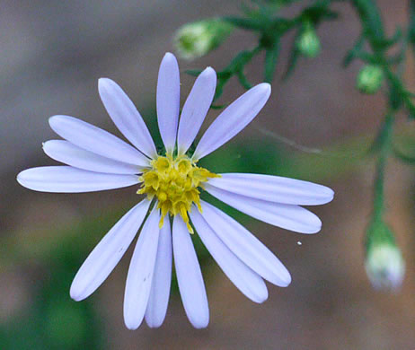 image of Symphyotrichum undulatum, Wavyleaf Aster