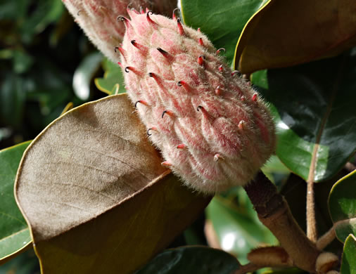 image of Magnolia grandiflora, Southern Magnolia, Bull Bay