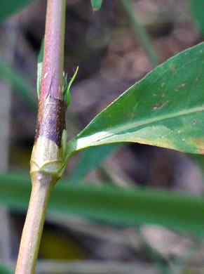 image of Persicaria punctata, Dotted Smartweed