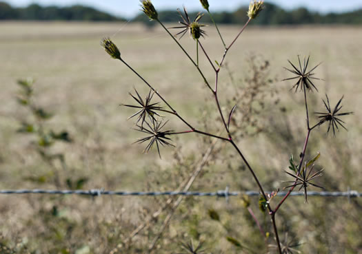 image of Bidens bipinnata, Spanish Needles