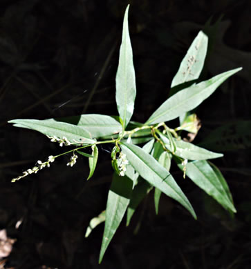 image of Persicaria punctata, Dotted Smartweed