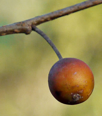 image of Celtis laevigata, Sugarberry, Southern Hackberry, Smooth Hackberry, Lowland Hackberry