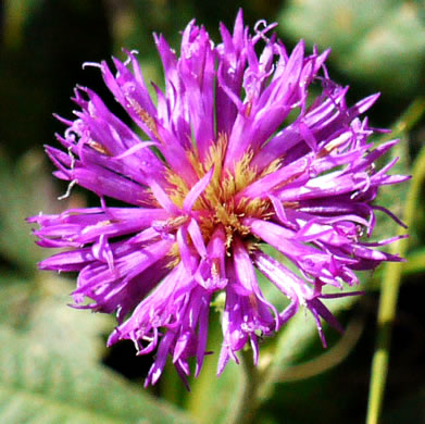 image of Vernonia acaulis, Stemless Ironweed, Carolina Ironweed, Flatwoods Ironweed