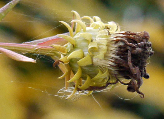 image of Symphyotrichum retroflexum, Curtis's Aster, Rigid Whitetop Aster